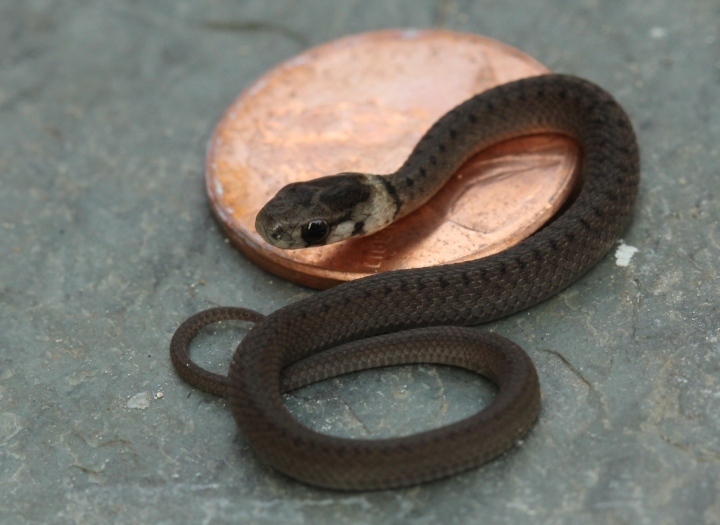 DeKay's Brown Snake